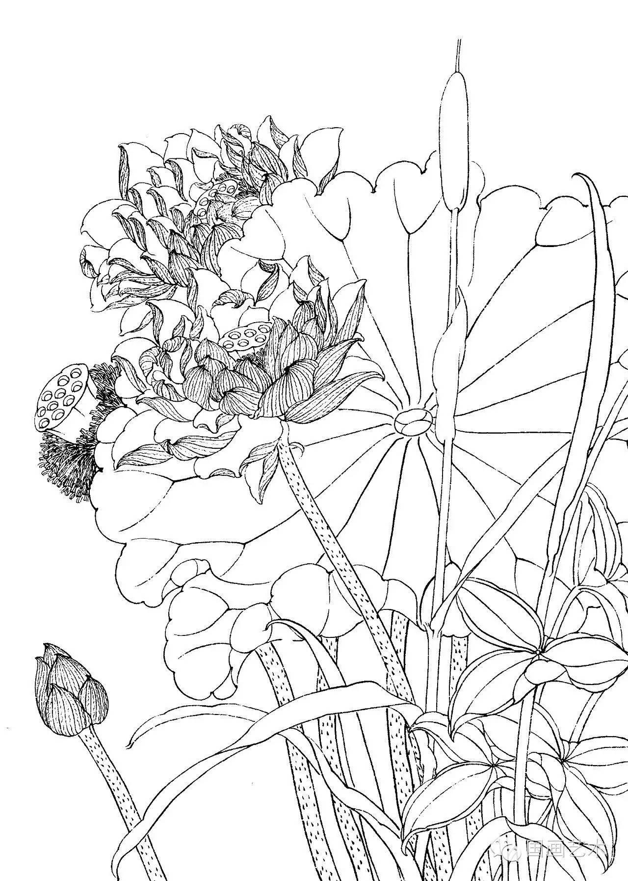 请收好这一组高清白描荷花画稿