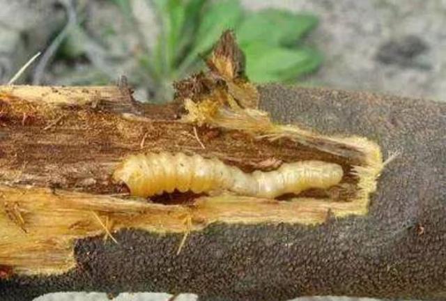 如何有效杀死蛀木虫