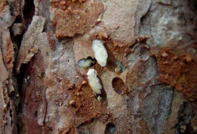 如何有效杀死蛀木虫