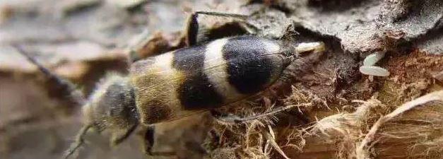 如何有效杀死蛀木虫