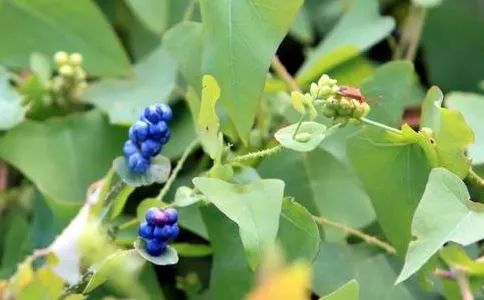 带状疱疹蛇缠腰只需一味草药标本兼治