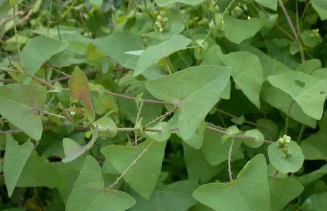 带状疱疹蛇缠腰只需一味草药标本兼治