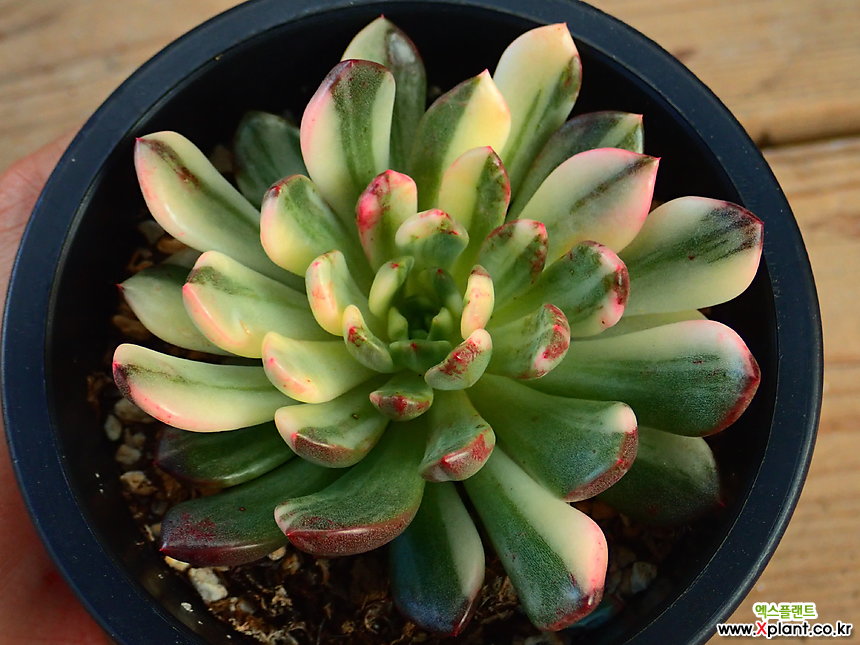 多肉植物红宝石锦