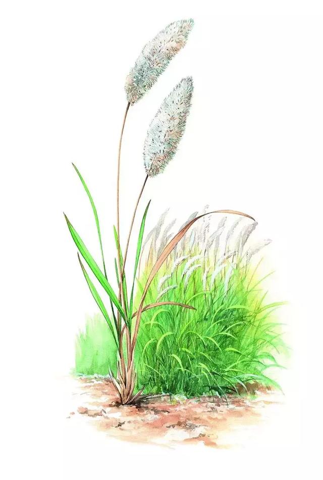 中药之美——手绘本草,清新自然 - 好网角收藏夹