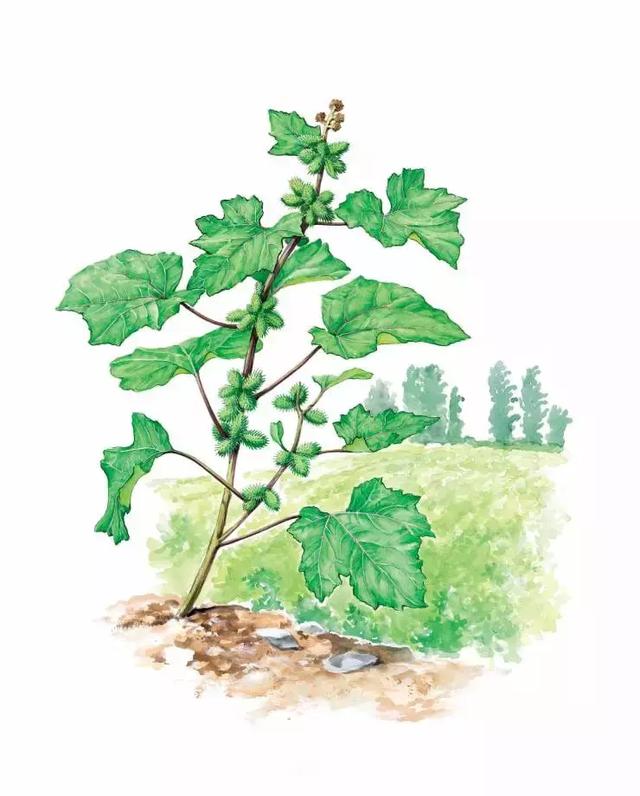 白茅根 imperata cylindrica7,板栗 castanea mollissima6,八宝景天