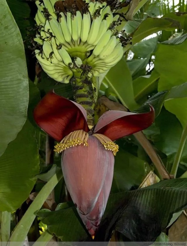 奇花异草稀世罕见60862