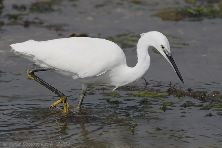 最不像其他鹭鸟那么细长ardea purpurea 草鹭 ,华丽的s形纵纹长颈