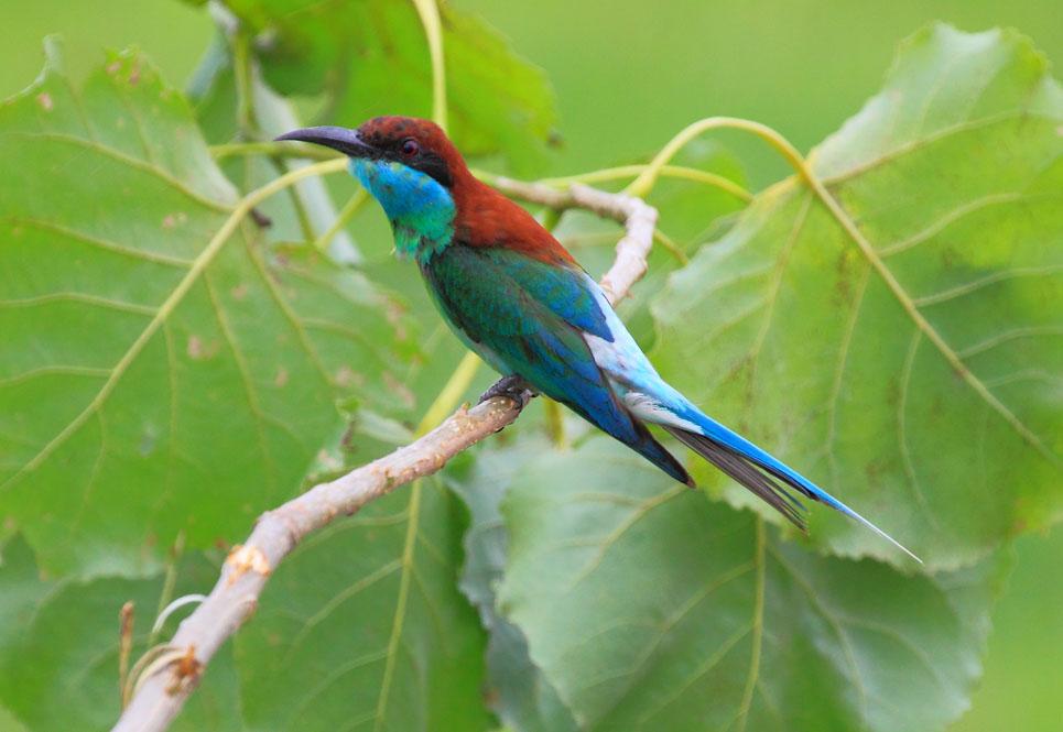 珍稀野生鸟类第一辑