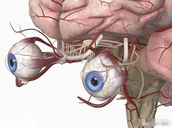 眼皮周围的血管分布图图片
