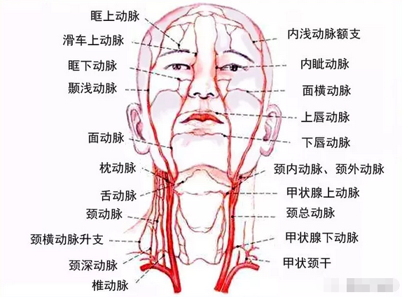 大动脉在脖子哪个位置图片