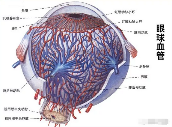 眼睑部位的动脉分布 
