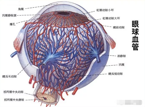 视网膜血管分布图图片
