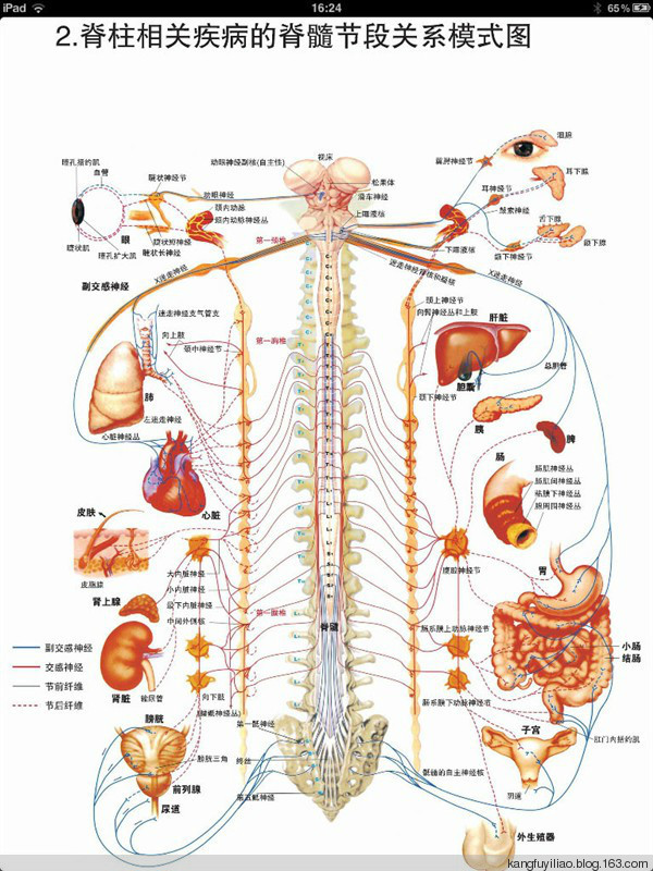 脊神经口诀图片