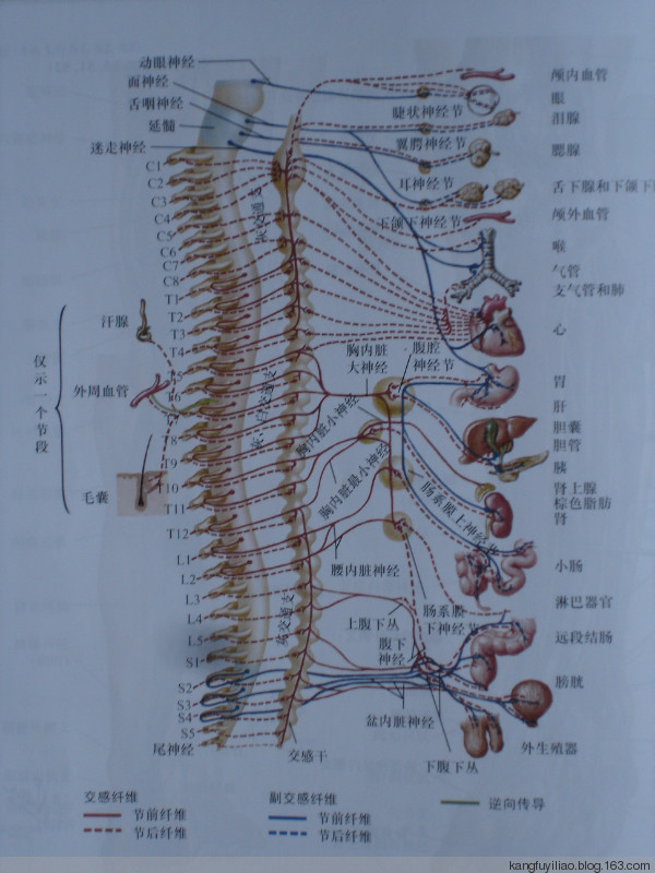 三叉神经及喉咽;颈四绕项连双肩,耳鼻口咽与膈肌;颈五上臂三角肌,声带