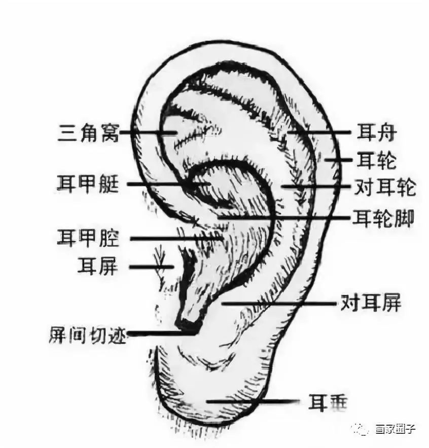 耳屏和对耳屏间窄图解图片