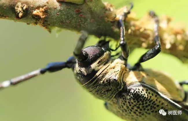 园林常见天牛识别附高清图谱