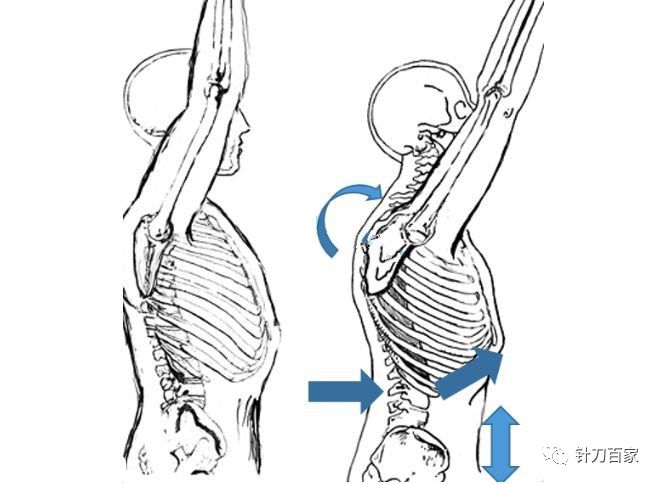肩胛骨内收外展示意图图片