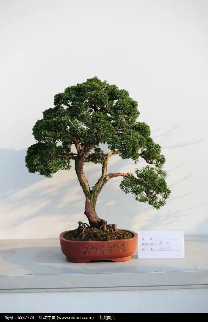 于细微处发现真美探讨系鱼川真柏的美妙