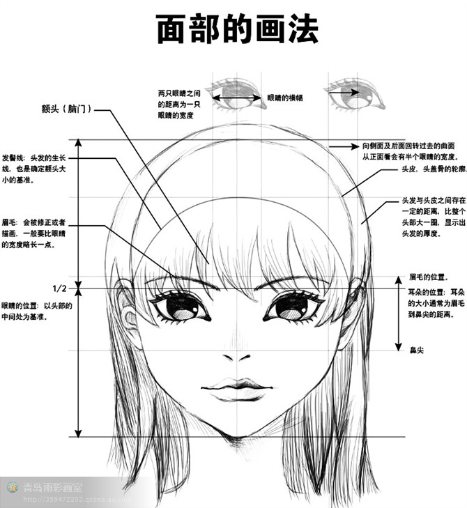 三庭五眼速写图片