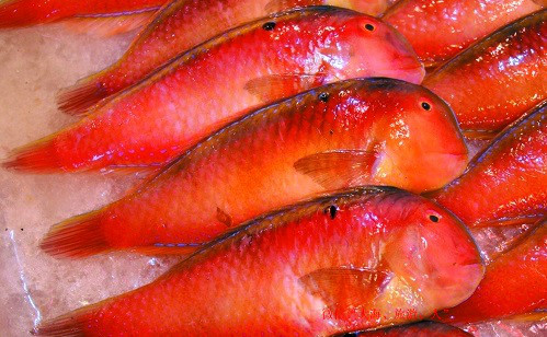 红烟管鱼多宝鱼——漠斑牙鲆过鱼——石斑鱼斑猪——细鳞鯻小银鱼