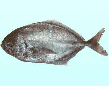 鱼桂花鱼那哥鱼——多齿蛇鲻虎鱼——栉鰕虎鱼鳞箭黄鳝左口——比目鱼