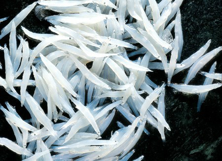 小银鱼——白饭鱼桂花鱼那哥鱼——多齿蛇鲻虎鱼——栉鰕虎鱼鳞箭黄鳝