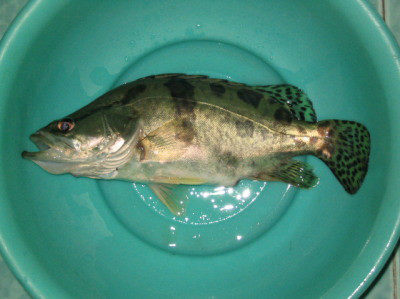 桂花鱼那哥鱼——多齿蛇鲻虎鱼——栉鰕虎鱼鳞箭黄鳝左口——比目鱼