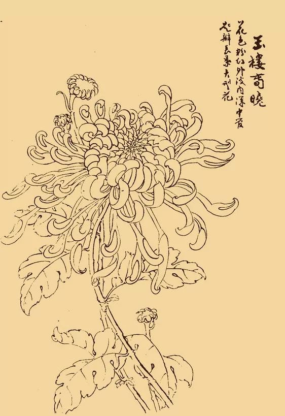 这么美的白描菊花忍不住要分享给你