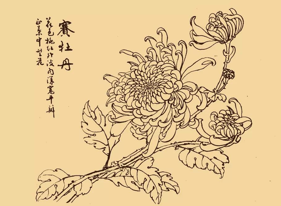 这么美的白描菊花忍不住要分享给你