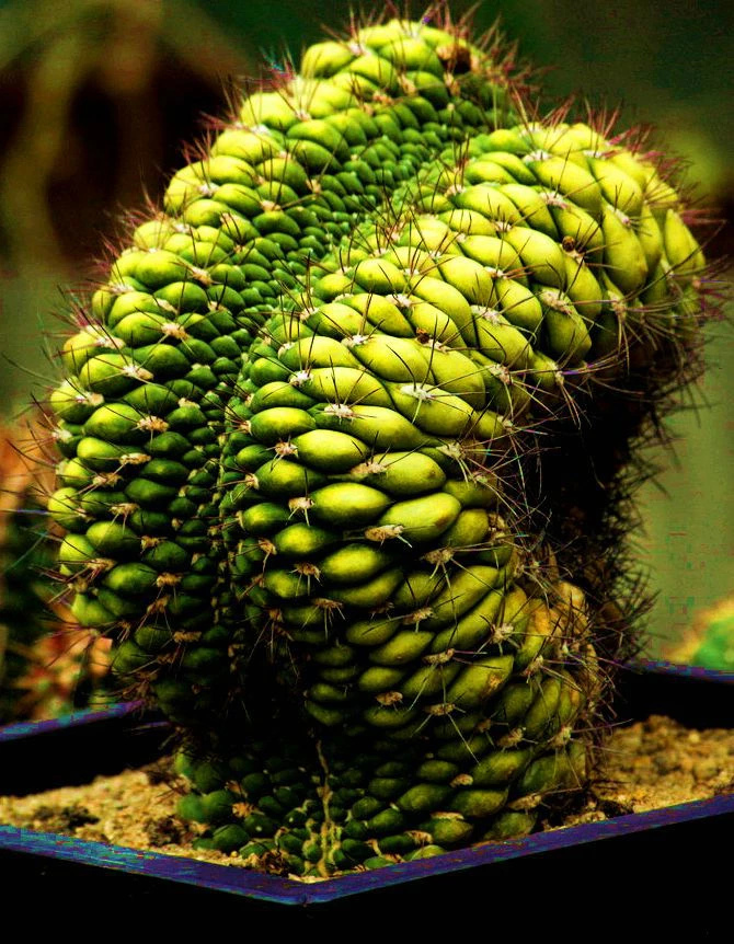 罕见的植物和花卉