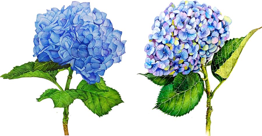 绘画教程|美丽的绣球花