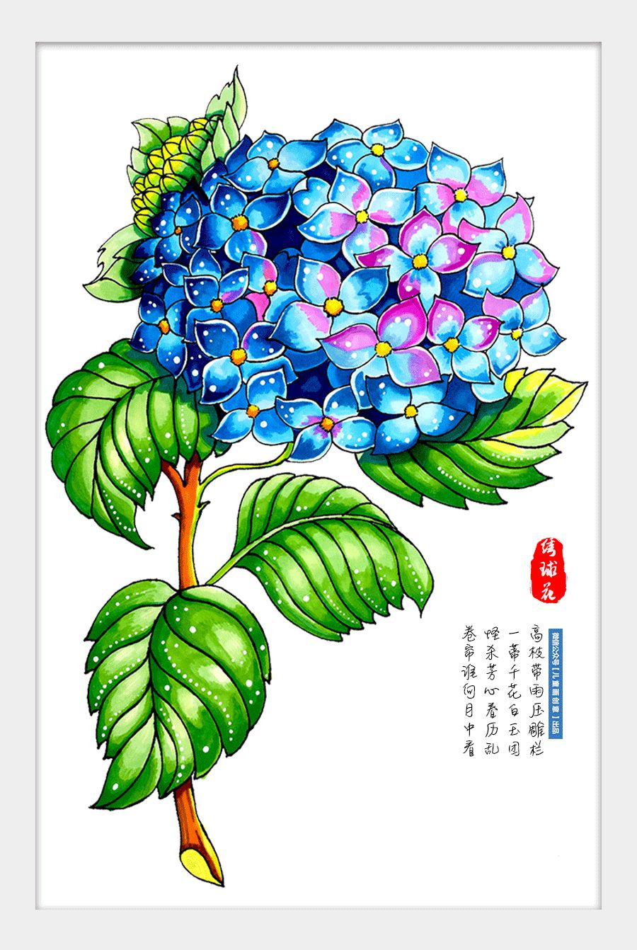 绘画教程|美丽的绣球花