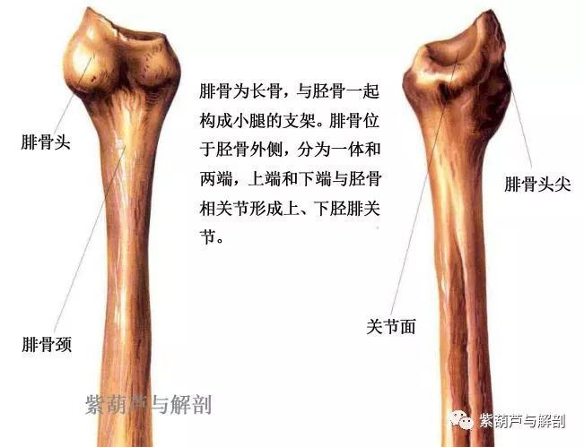 近端較大,參與形成膝關節,遠端較小,與腓骨和跗骨一起構成踝關節.