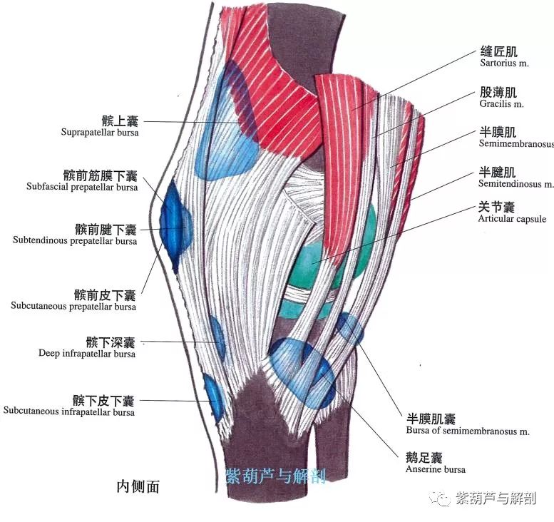 解剖膝關節基礎解剖