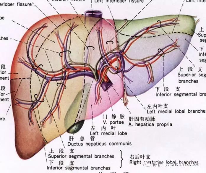 正常肝脏解剖