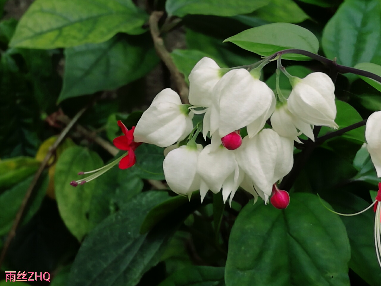 马鞭草科:龙吐珠 clerodendrum thomsonae - 好网角收藏夹