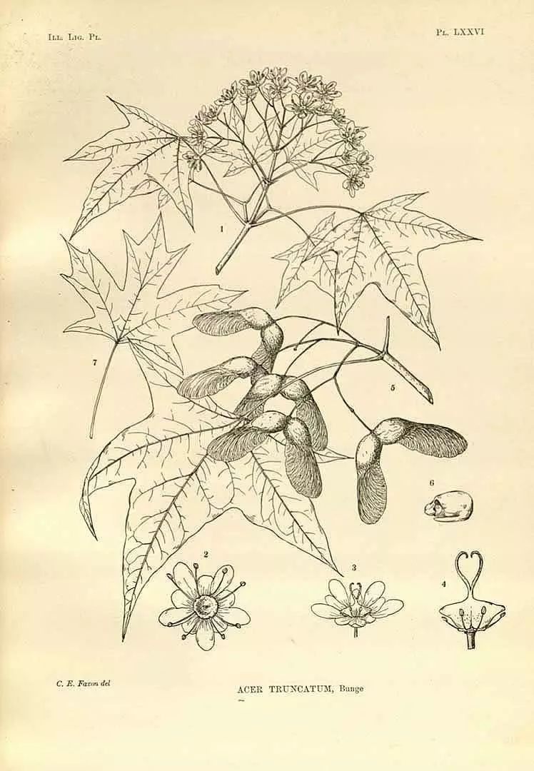 平基槭|元宝枫【应用植物图鉴no.274】 - 好网角收藏夹