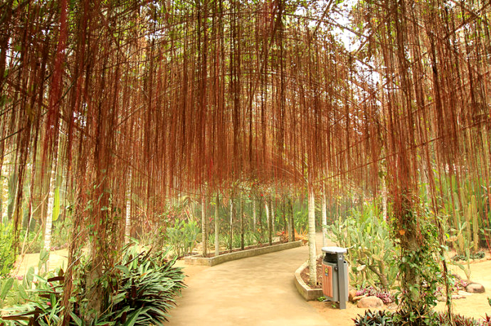 一帘幽梦多年生常绿蔓性草质藤本植物锦屏藤