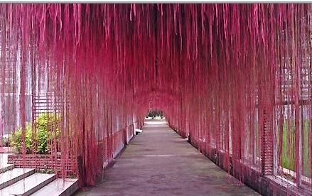 一帘幽梦多年生常绿蔓性草质藤本植物锦屏藤