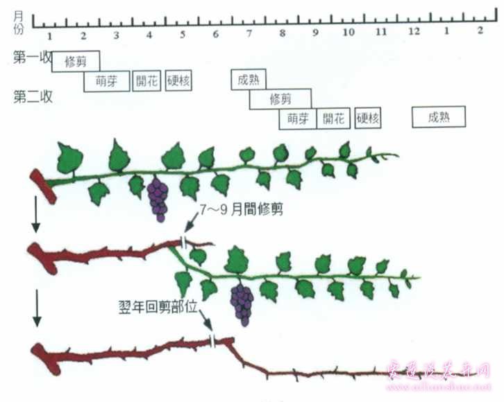 葡萄一年二次果技术操作方法详细图解