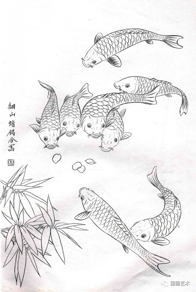 图文教程工笔锦鲤画法与白描画稿