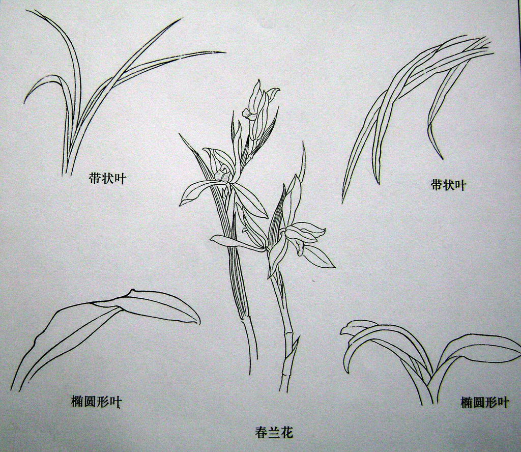 要有长短·高低错落,使之有节奏感,不可平齐;  兰花一般为五瓣,结构