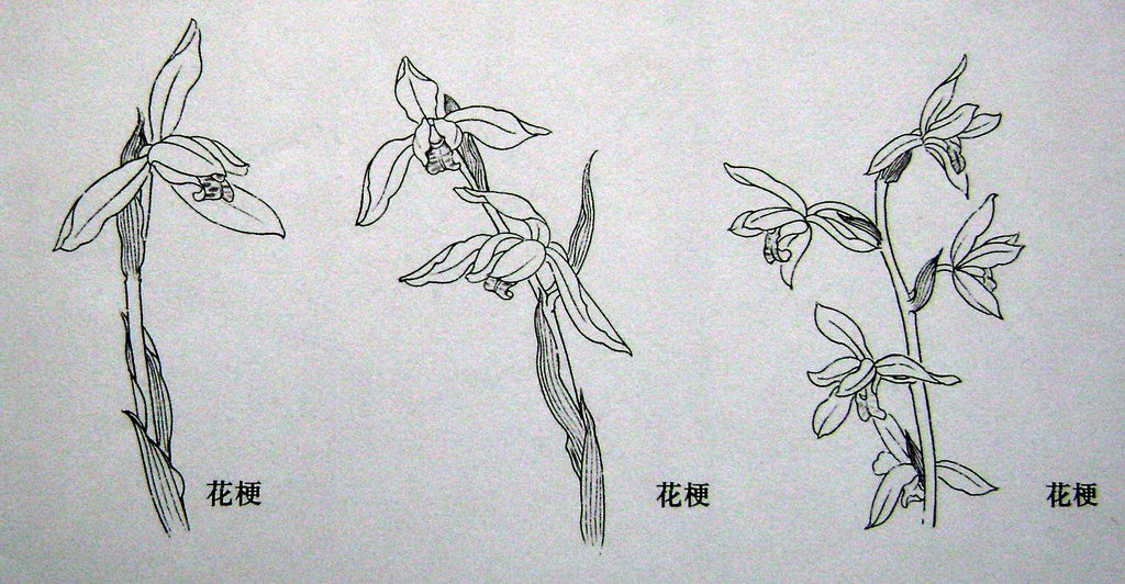 要有长短·高低错落,使之有节奏感,不可平齐;  兰花一般为五瓣,结构