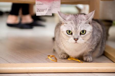 爱你永不悔关注