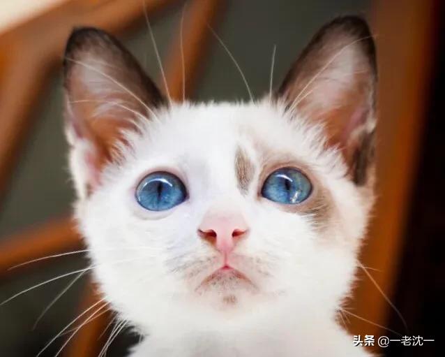 但在最初的动物三叶虫身上,也发现了长着眼睛,而且,与双鞭毛虫的眼睛