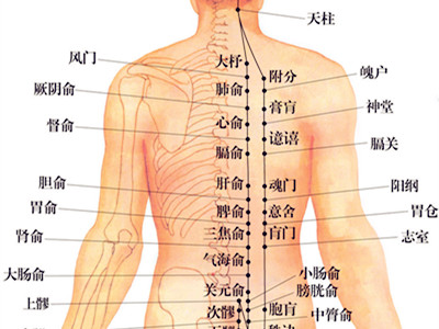 背部穴位图 最全的背部穴位介绍快收藏 