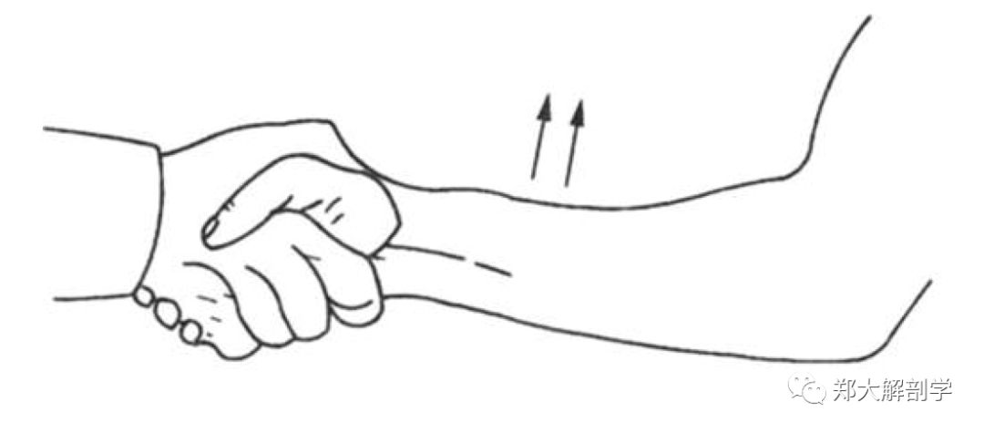 (五)肱二头肌腱膜激发试验