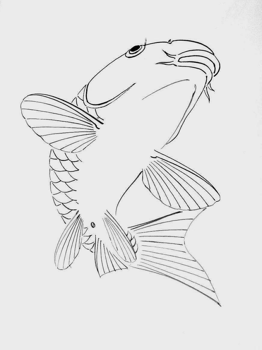 白描画鱼欣赏