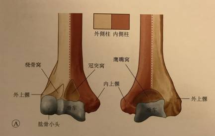 远端包含肱骨小头;内侧柱:同肱骨干大约有45°的成角,远端形成内上髁