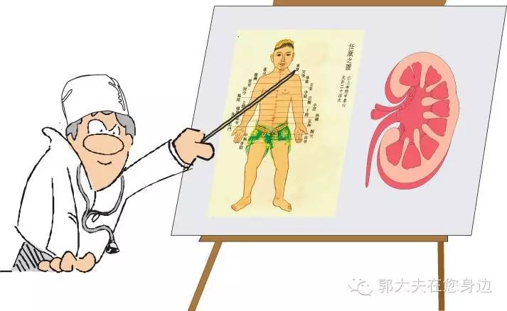 【基础理论篇】中医对肾的详解（一）